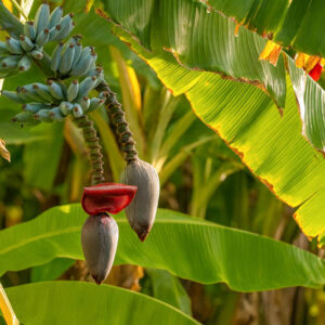 Blue Java banana, Blue banana, Ice Cream banana, Vanilla banana, Hawaiian banana