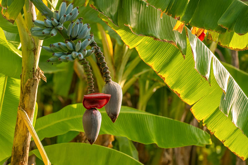 Blue Java banana, Blue banana, Ice Cream banana, Vanilla banana, Hawaiian banana
