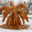 Banana Tree Killed by Frost, Freeze
