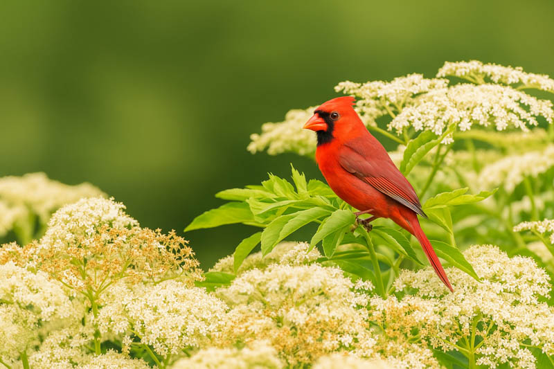 Eastern Cardinal on American Elderberry, Common Elderberry, American Black Elderberry, Canada Elderberry, Sambucus nigra
