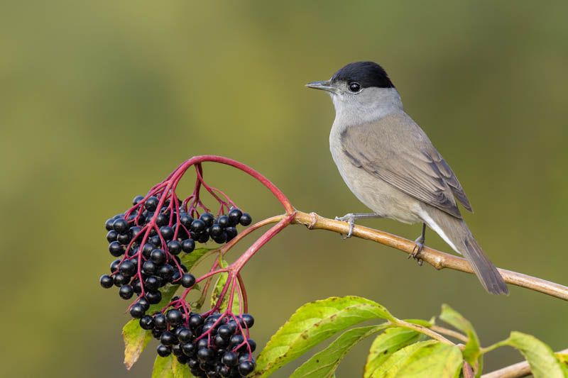 Bird on a black elderberry tree, Sambucus nigra