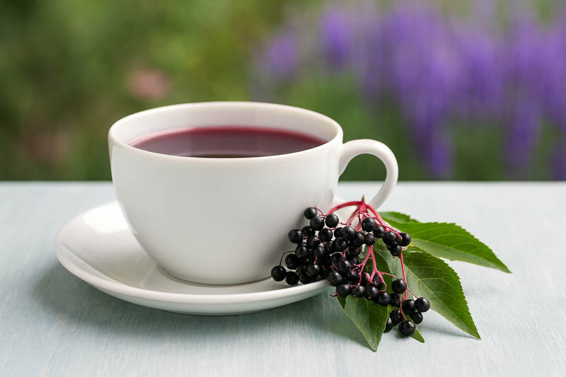 Elderberry Tea, Elderberries, Elderberry, Elder, Black Elderberry, Sambucus nigra