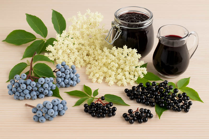 Elderflower, Elderberry, Sambucus, Elderflowers or Elderberries? How to Choose the Best Harvest