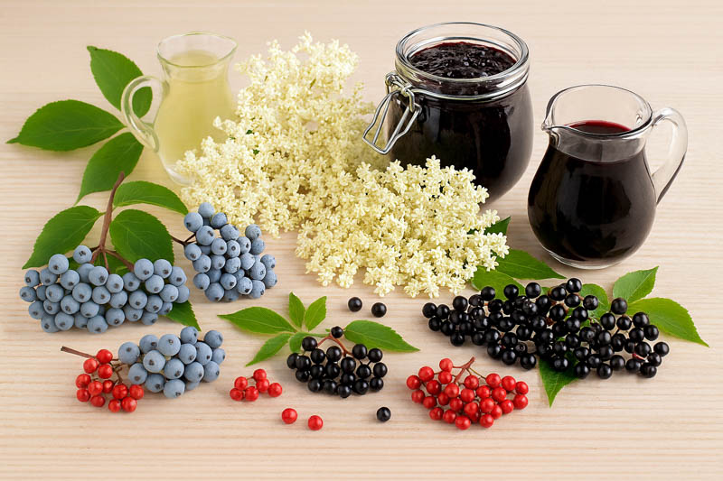 Elderberry types, Sambucus, Elderberry benefits, Elderberry syrup, Elderberry juice