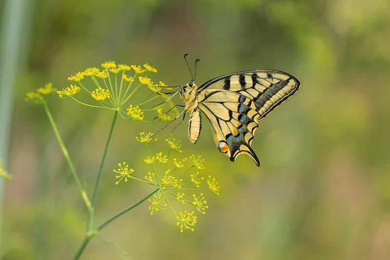 Fennel Flowers, Swallowtail Butterfly, Foeniculum vulgare