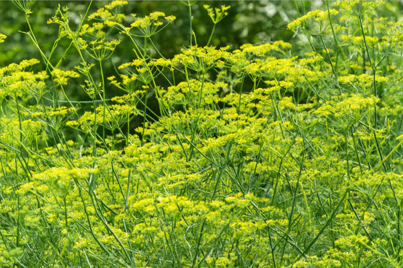 Fennel Flowers, Foeniculum vulgare