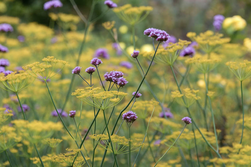 Bronze Fennel, Fennel Flowers, Herb Fennel, Foeniculum vulgare Purpureum