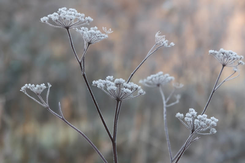 Bronze Fennel, Fennel Flowers, Herb Fennel, Foeniculum vulgare Purpureum