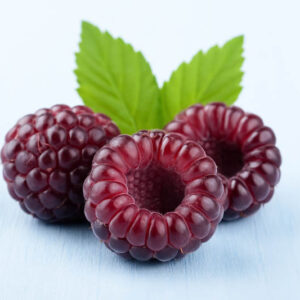 Cumberland Black Raspberry, Rubus occidentalis, Black Raspberry,