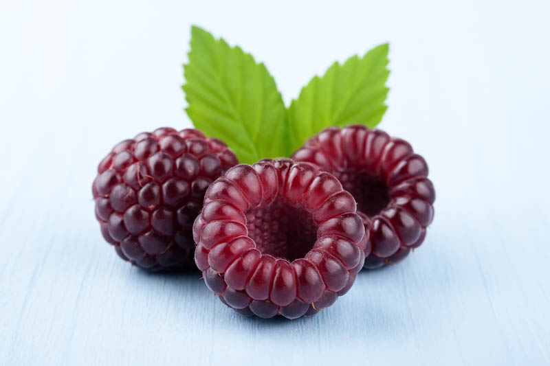 Cumberland Black Raspberry, Rubus occidentalis, Black Raspberry,