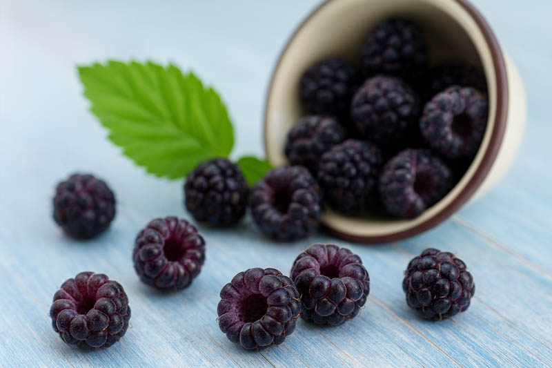 Cumberland Black Raspberry, Rubus occidentalis, Black Raspberry,