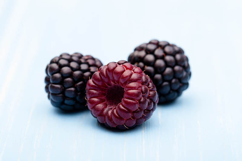 Cumberland Black Raspberry, Rubus occidentalis, Black Raspberry,