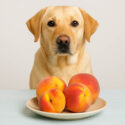 Can dogs eat peaches, peach, peaches, prunus persica
