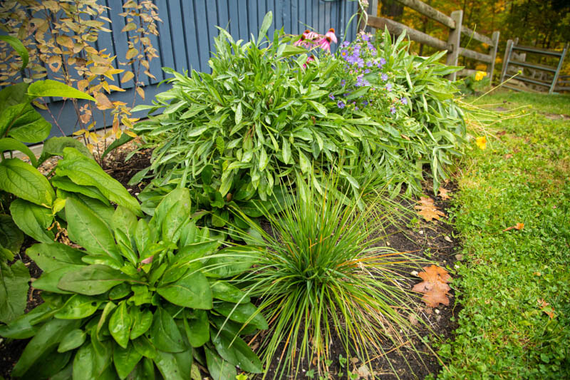 Foundation planting, Native garden, Spiderwort, Penstemon, Coreopsis
