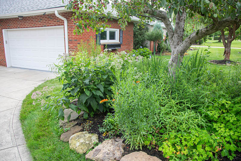 Native plant tree bed with Butterfly Weed, Wild Geranium, Sweet Joe Pye Weed