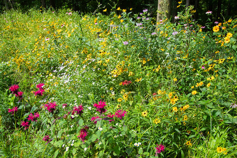 Native Plant Wildflower Meadow, Oxeye Sunflower, Purple Coneflowers, Scarlet Bee Balm, Broad-leaved Mountain Mint