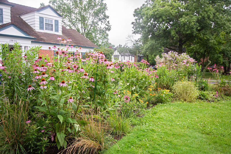 Native plant garden, Coneflower, Aster & Butterfly Weed