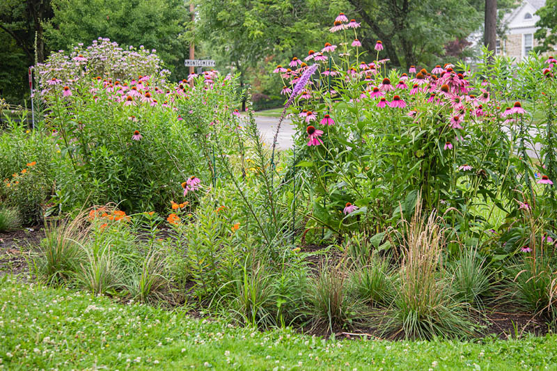 Native plant garden, Coneflower, Aster & Butterfly Weed