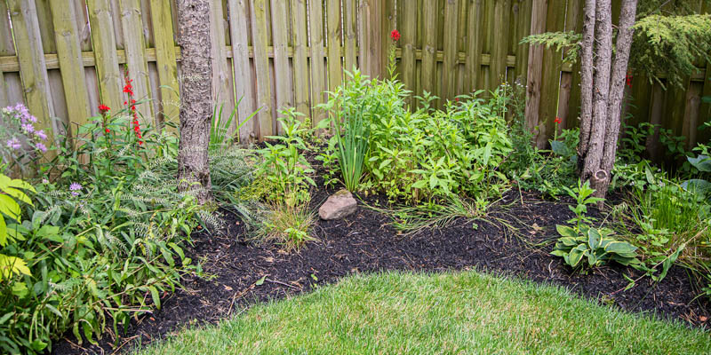 Shade garden with Cardinal Flower, Bottlebrush Grass, Northern Blue Flag Iris and Wild Bergamot