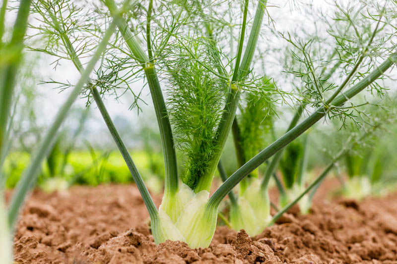 Fennel Bulb, Fennel, Fennel Recipes, Fennel Salad, Foeniculum vulgare var. azoricum