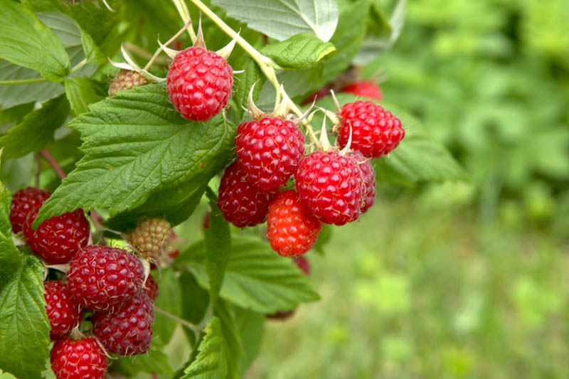 Raspberry, Raspberries, Raspberry Bush, Raspberry tea, Rubus idaeus