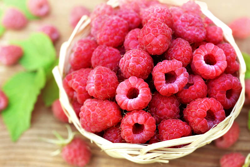 Raspberry, Raspberries, Raspberry Bush, Raspberry tea, Rubus idaeus