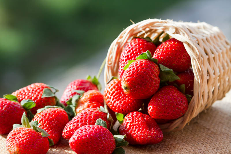 Strawberry, Strawberries, Strawberry plant, Fragaria x anassa