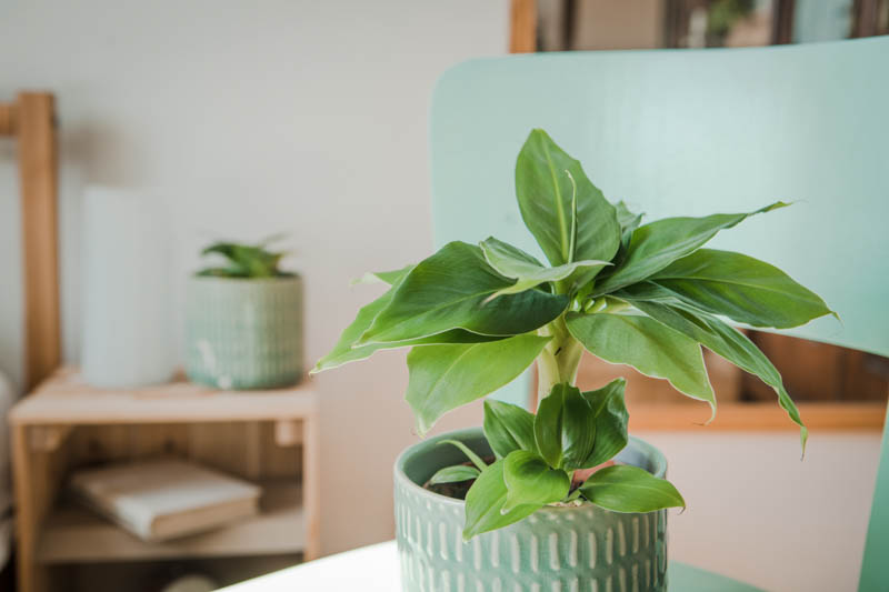 Dwarf Cavendish banana, Banana tree, Small Banana Tree in a pot