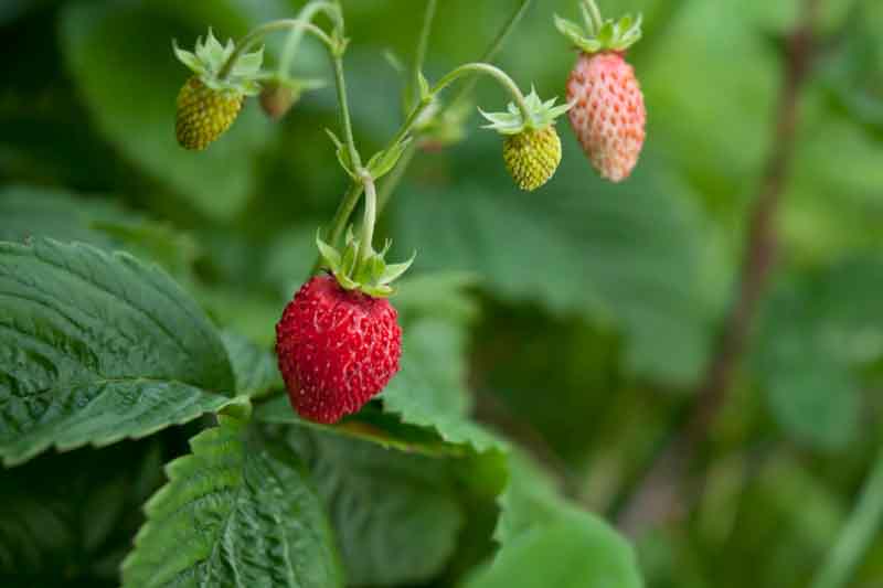 Alexandria Strawberry, Alpine Strawberry, Wild Strawberry, Woodland Strawberry
