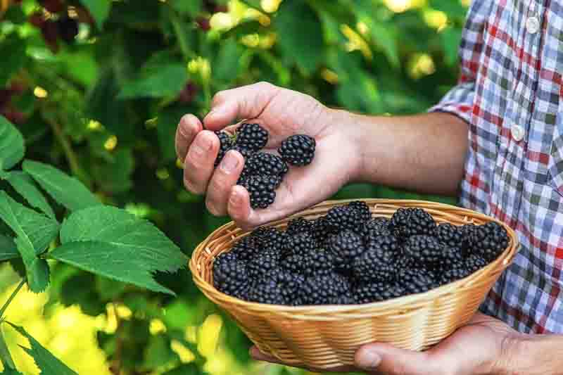 A man harvests blackberries in the garden. Selective focus. Food.