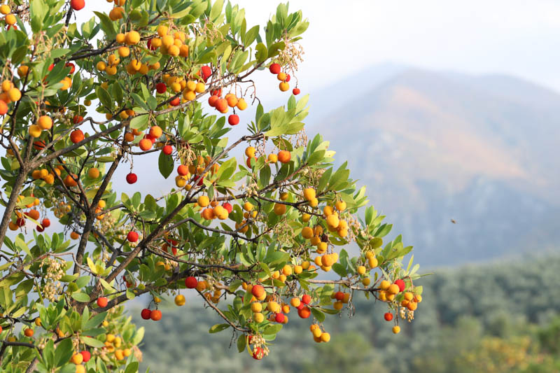 Strawberry Tree, Killarney Strawberry, Evergreen Tree, Strawberry Tree flowers and fruits, Arbutus unedo