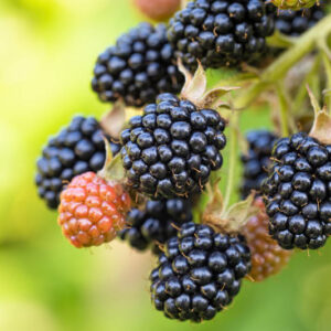Blackberry, Blackberries, blackberry bush, blackberry fruit