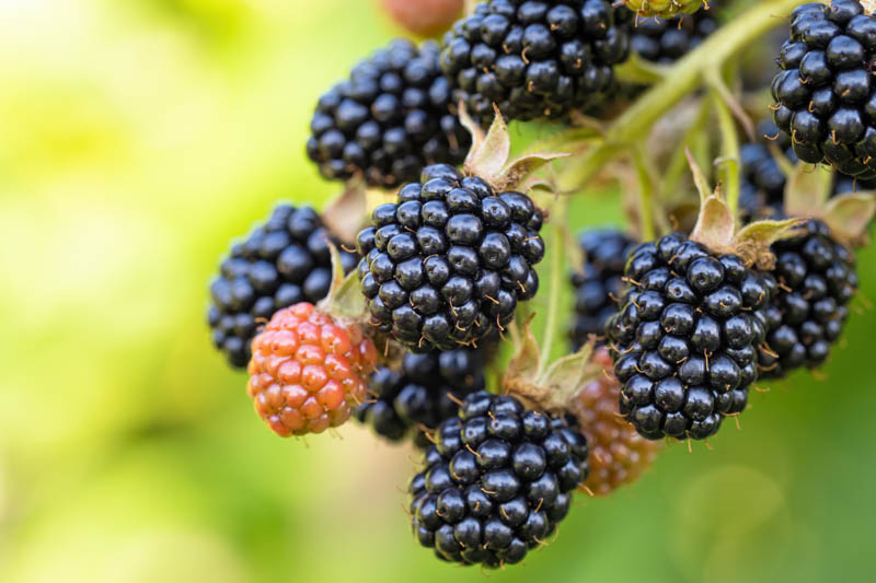 Blackberry, Blackberries, blackberry bush, blackberry fruit