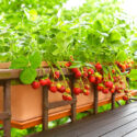 Strawberry, Strawberries, Strawberry plant, Fragaria x anassa