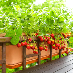 Strawberry, Strawberries, Strawberry plant, Fragaria x anassa