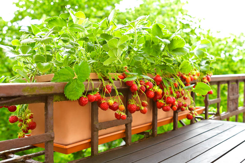 Strawberry, Strawberries, Strawberry plant, Fragaria x anassa