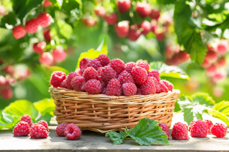 Raspberry, Raspberries, Raspberry Bush, Raspberry tea, Rubus idaeus