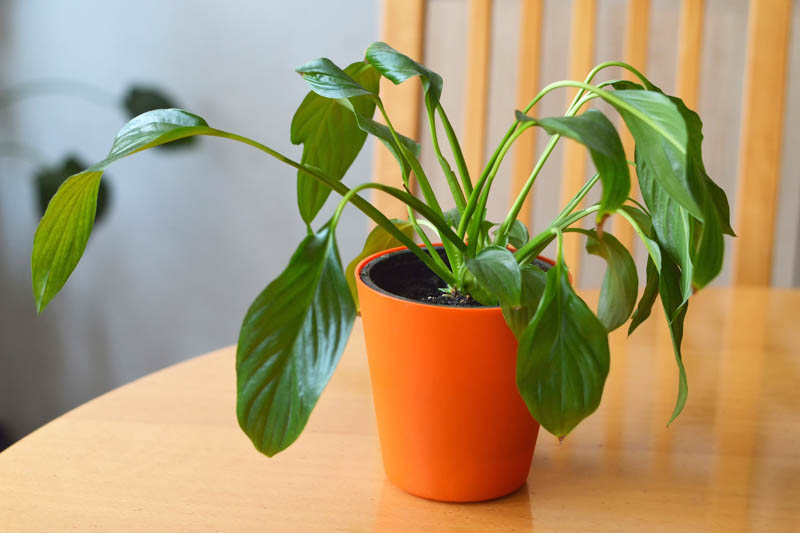 Peace Lily, Peace Lily Care, Peace Lily Plant, Peace Lilies, Spathiphyllum, Indoor Plants, Houseplants