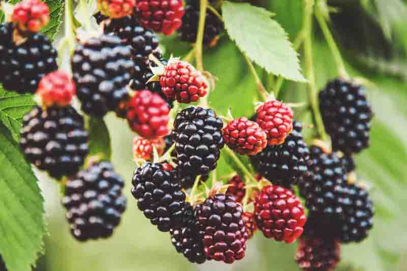 branch, bramble plant in the garden