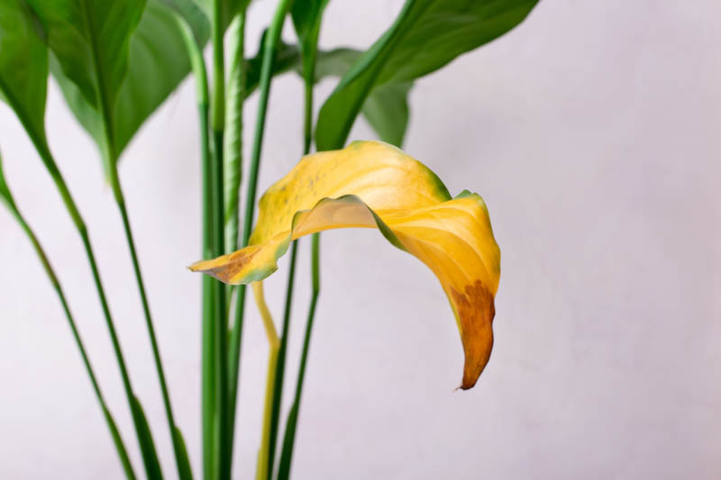 Peace lily with yellow leaves, Reasons Your Peace Lily Leaves Turn Yellow