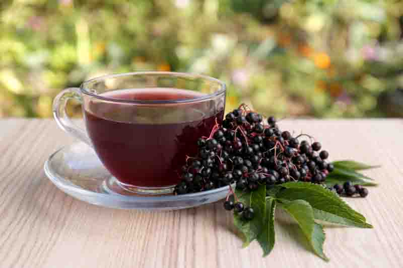 Elderflower, Elderberry, Elder, American Elderberry, Sambucus canadensis