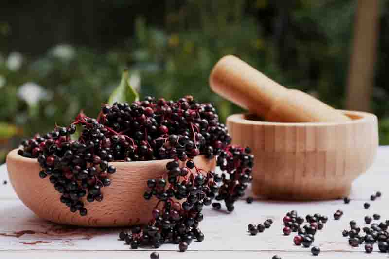 Elderflower, Elderberry, Elder, Black Elderberry, Sambucus nigra