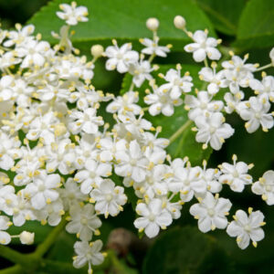 Elderflower, Elderberry, Elder, Black Elderberry, Sambucus nigra