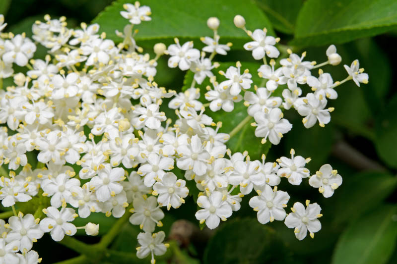 Elderflower, Elderberry, Elder, Black Elderberry, Sambucus nigra
