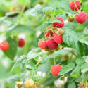 Raspberry, Raspberries, Raspberry Bush, Raspberry tea, Rubus idaeus