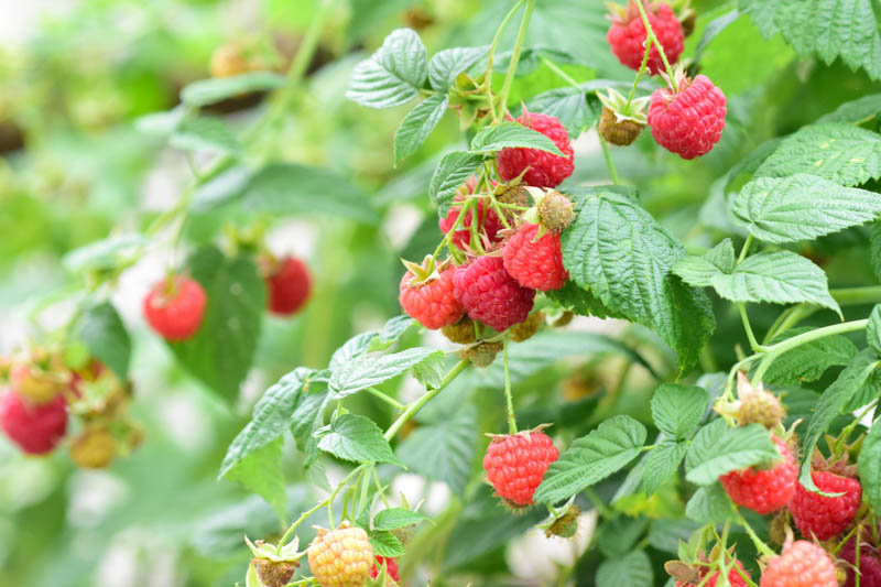 Raspberry, Raspberries, Raspberry Bush, Raspberry tea, Rubus idaeus