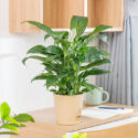 Peace lily, Houseplant, House Plant