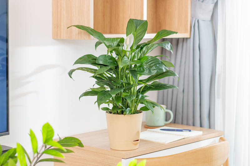 Peace lily, Houseplant, House Plant