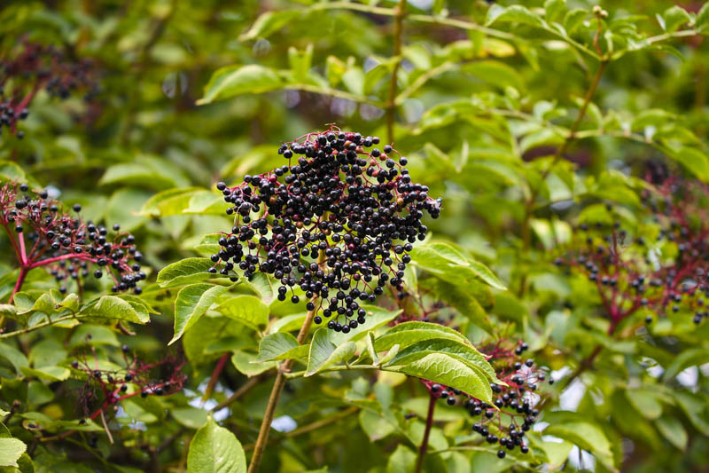 Elderberries, Elderberry, Elder, Black Elderberry, Sambucus nigra