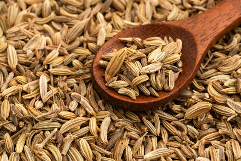 Fennel Seeds, Fennel, Fennel Recipe, Foeniculum vulgare